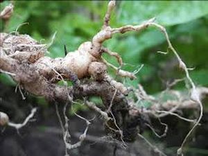 uploads/images/pest/papaya nematodes.jpg